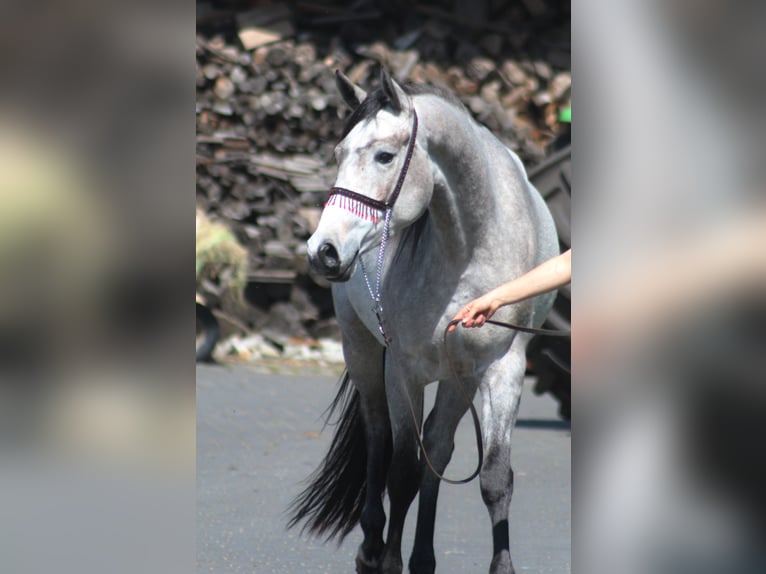 Arabian horses Mare 3 years 15,2 hh Gray in Santok