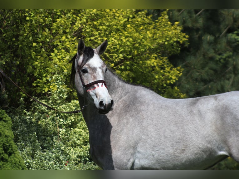 Arabian horses Mare 3 years 15,2 hh Gray in Santok