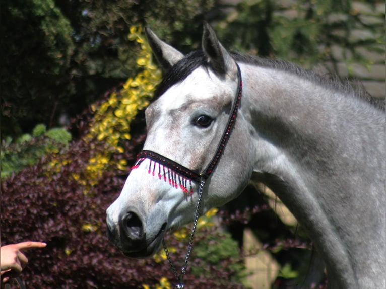 Arabian horses Mare 3 years 15,2 hh Gray in Santok