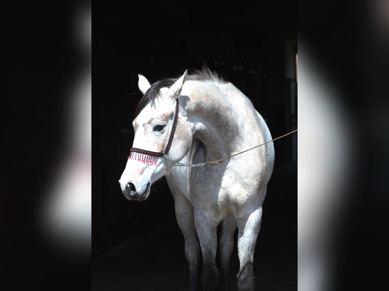 Arabian horses Mare 3 years 15,2 hh Gray in Santok