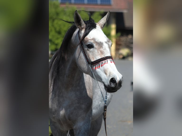 Arabian horses Mare 3 years 15,2 hh Gray in Santok