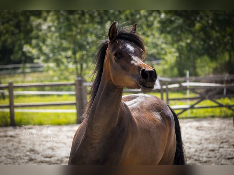 Arabian horses Mare 3 years 15 hh Bay-Dark in Wangerland Hohenkirchen