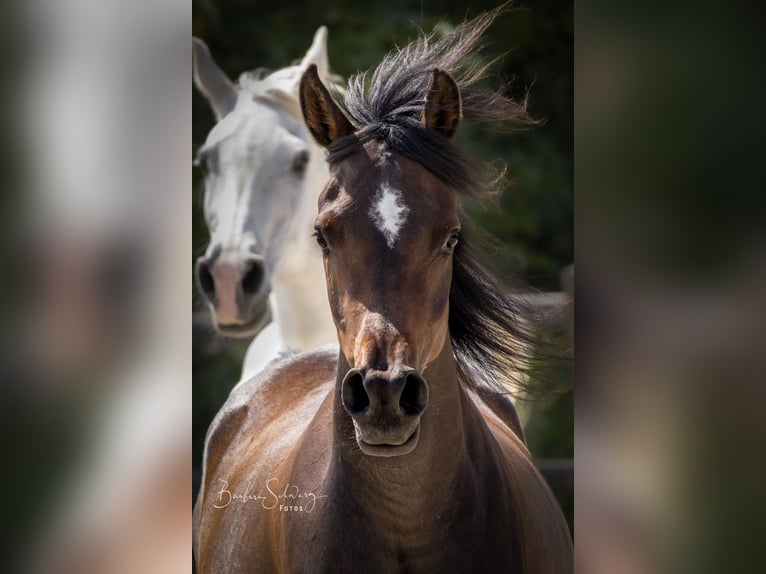 Arabian horses Mare 3 years 15 hh Bay-Dark in Wangerland Hohenkirchen