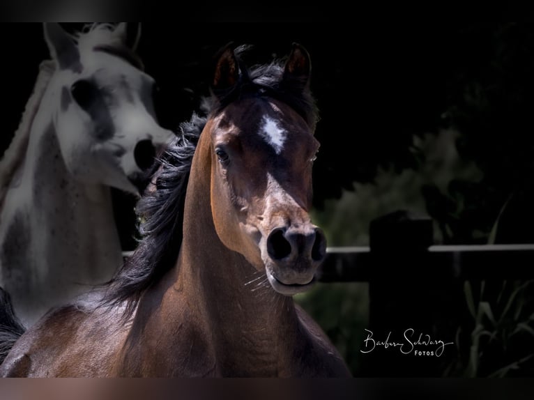 Arabian horses Mare 3 years 15 hh Bay-Dark in Wangerland Hohenkirchen
