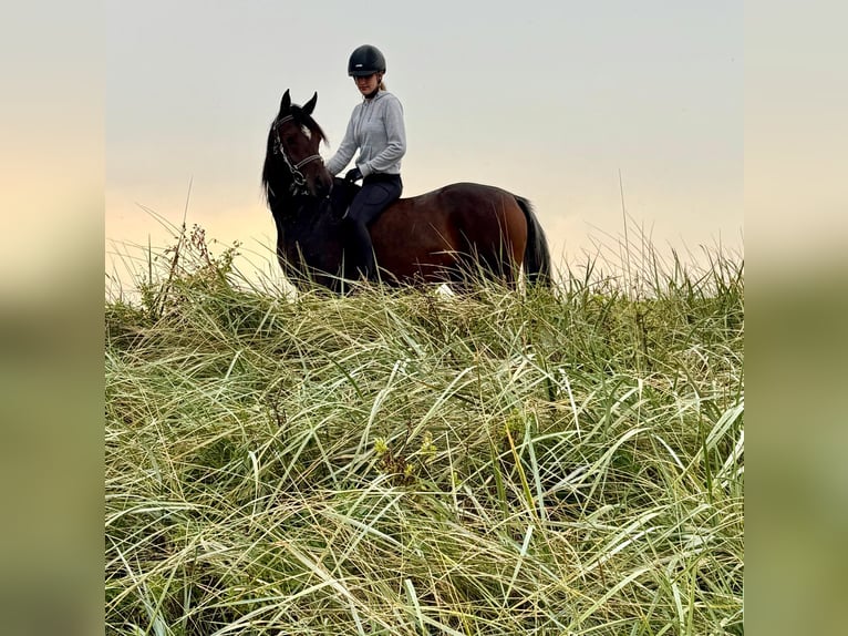 Arabian horses Mare 3 years 15 hh Bay-Dark in Wangerland Hohenkirchen