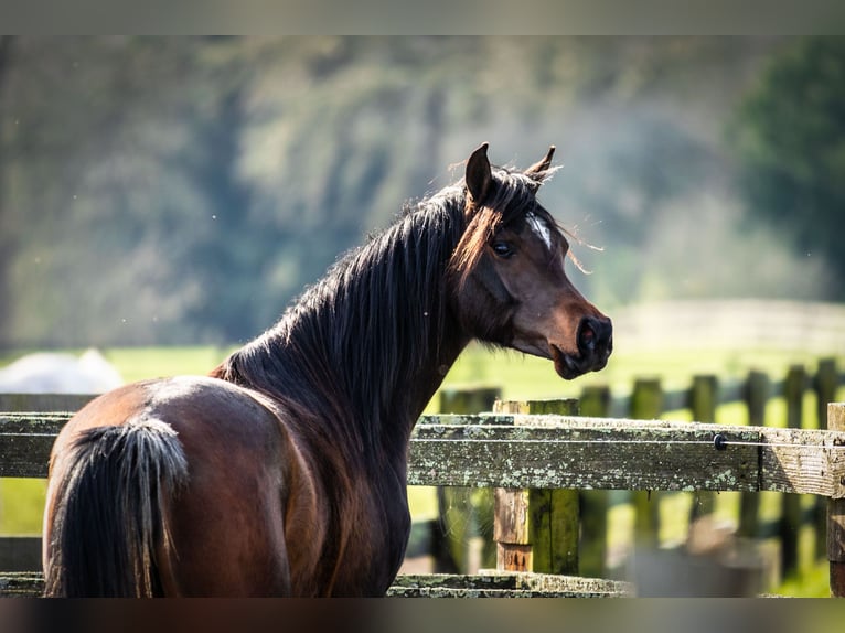 Arabian horses Mare 3 years 15 hh Bay-Dark in Wangerland Hohenkirchen