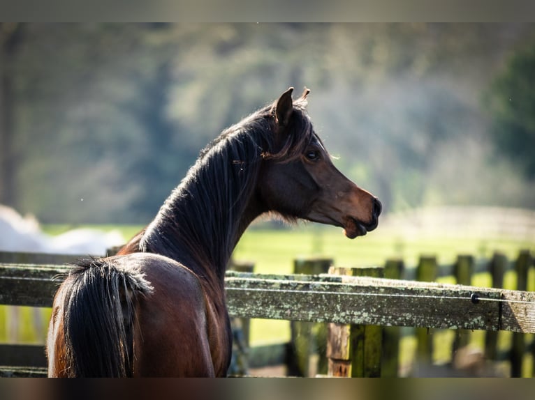 Arabian horses Mare 3 years 15 hh Bay-Dark in Wangerland Hohenkirchen