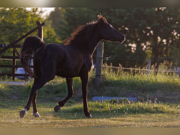 Arabian horses Mare 3 years 15 hh Black in Mariagerfjord
