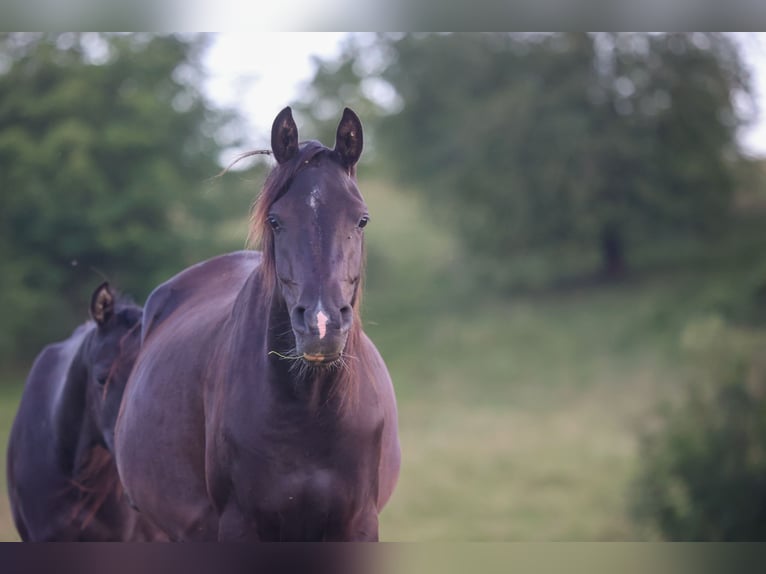 Arabian horses Mare 3 years 15 hh Black in Mariagerfjord