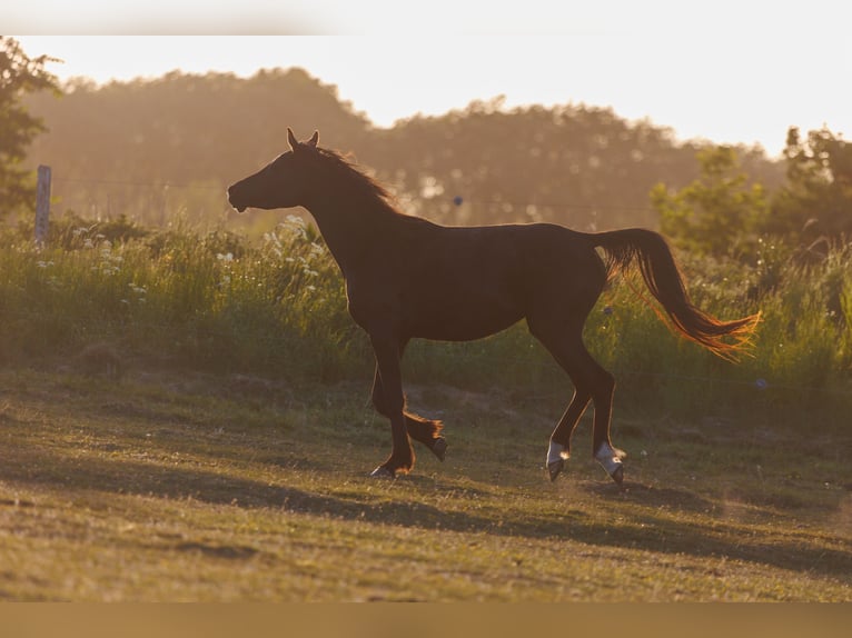 Arabian horses Mare 3 years 15 hh Black in Mariagerfjord