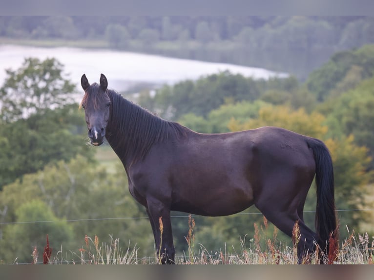 Arabian horses Mare 3 years 15 hh Black in Mariagerfjord