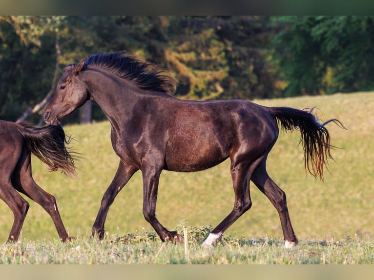 Arabian horses Mare 3 years 15 hh Black in Mariagerfjord
