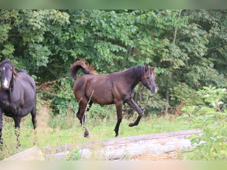 Arabian horses Mare 3 years 15 hh Black in Mariagerfjord