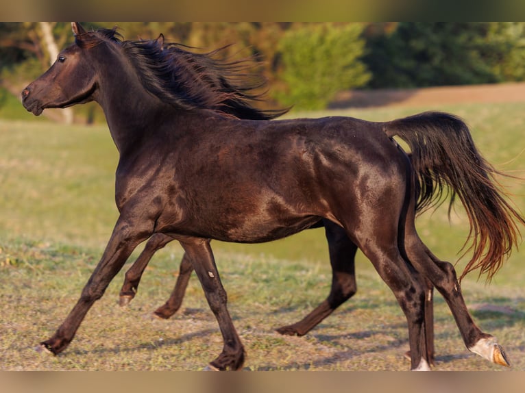 Arabian horses Mare 3 years 15 hh Black in Mariagerfjord