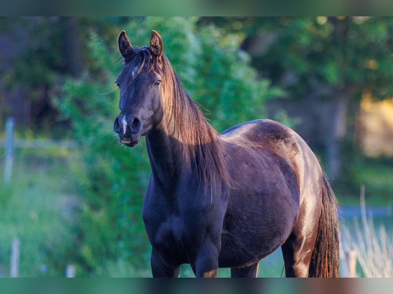 Arabian horses Mare 3 years 15 hh Black in Mariagerfjord