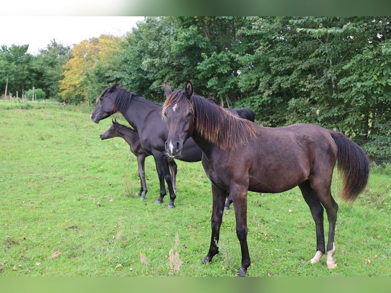 Arabian horses Mare 3 years 15 hh Black in Mariagerfjord
