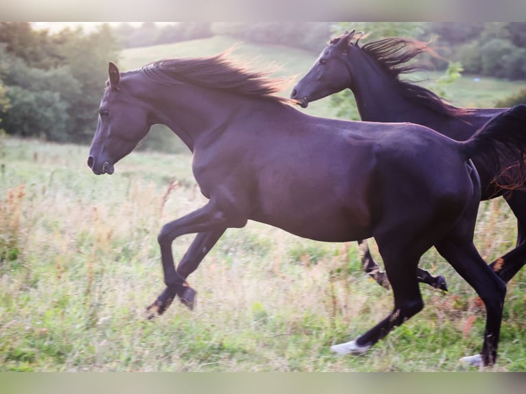 Arabian horses Mare 3 years 15 hh Black in Mariagerfjord