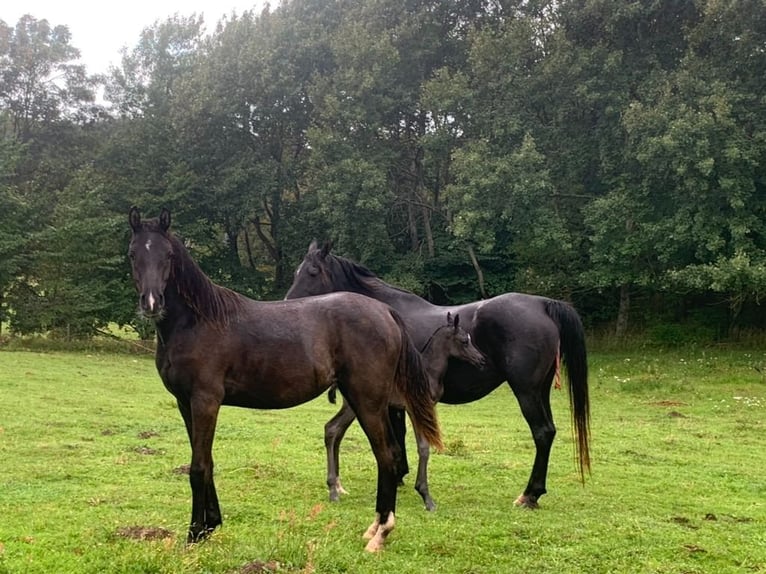 Arabian horses Mare 3 years 15 hh Black in Mariagerfjord