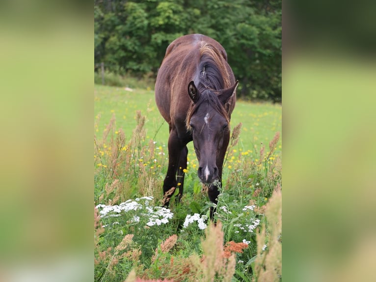 Arabian horses Mare 3 years 15 hh Black in Mariagerfjord