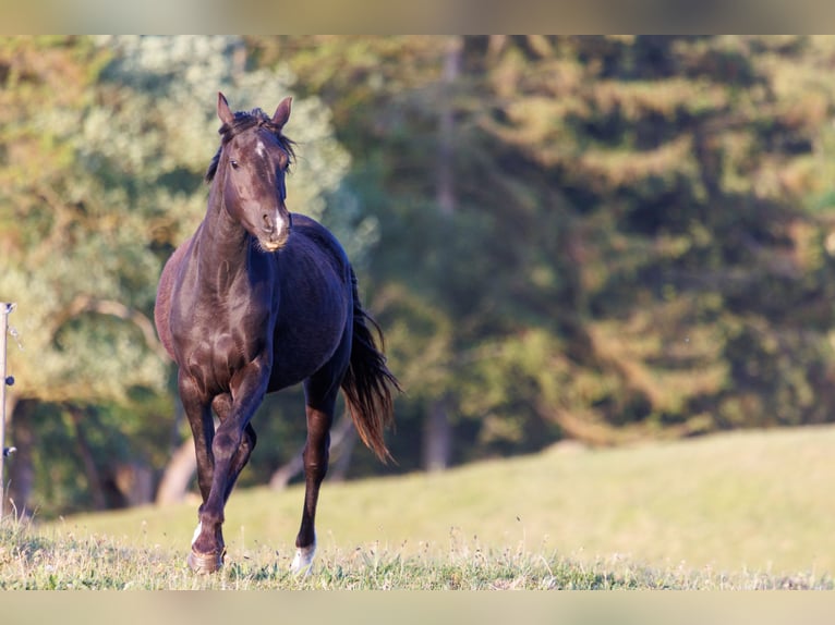 Arabian horses Mare 3 years 15 hh Black in Mariagerfjord