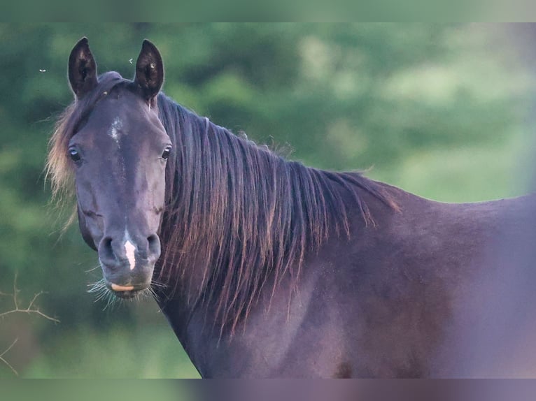 Arabian horses Mare 3 years 15 hh Black in Mariagerfjord
