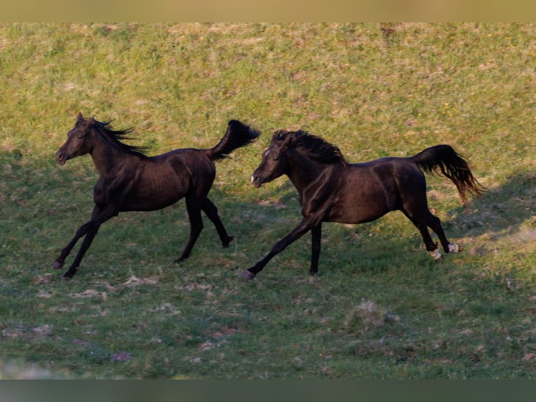 Arabian horses Mare 3 years 15 hh Black in Mariagerfjord