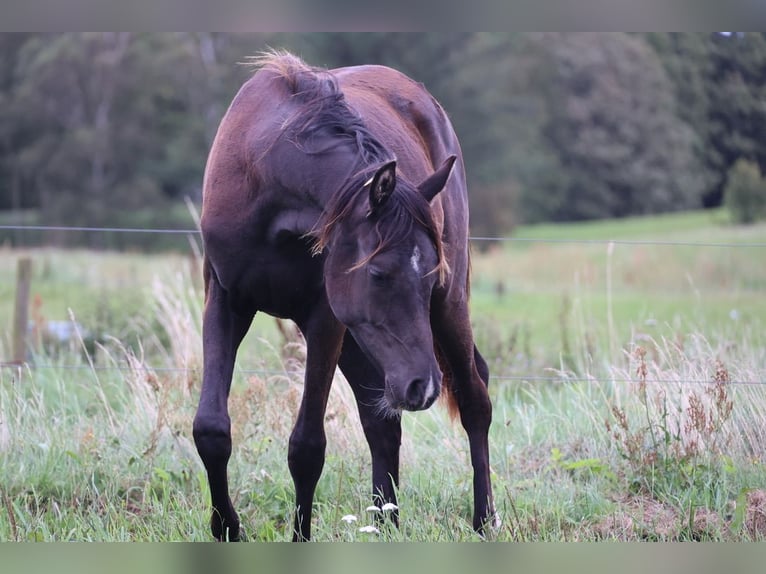 Arabian horses Mare 3 years 15 hh Black in Mariagerfjord