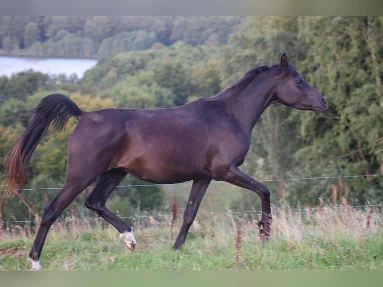 Arabian horses Mare 3 years 15 hh Black in Mariagerfjord