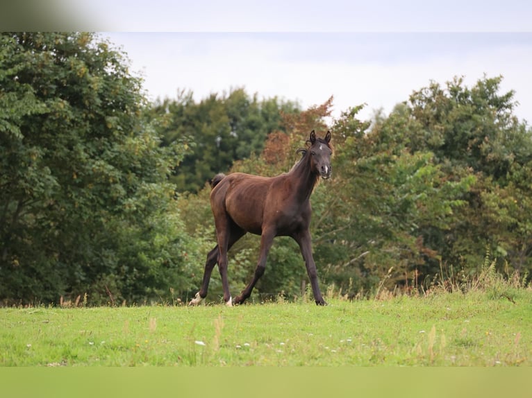 Arabian horses Mare 3 years 15 hh Black in Mariagerfjord