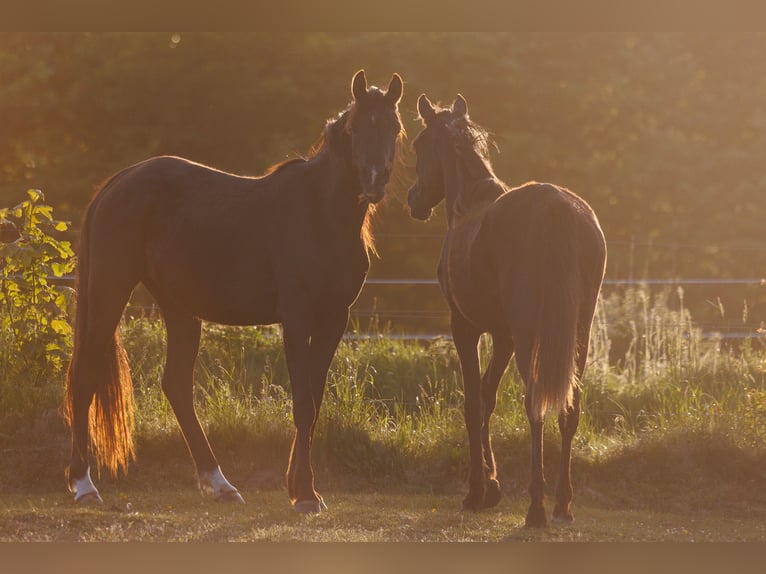 Arabian horses Mare 3 years 15 hh Black in Mariagerfjord