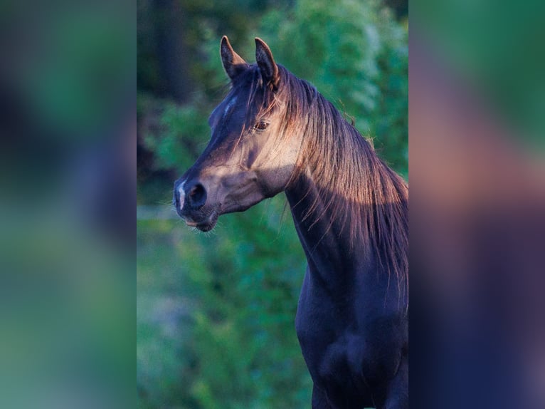 Arabian horses Mare 3 years 15 hh Black in Mariagerfjord