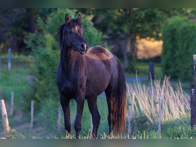 Arabian horses Mare 3 years 15 hh Black in Mariagerfjord