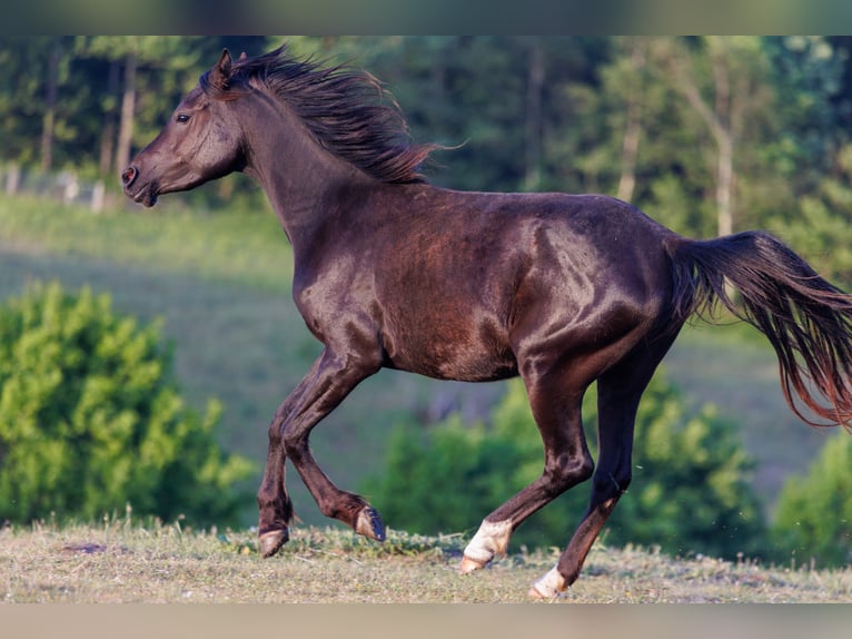 Arabian horses Mare 3 years 15 hh Black in Mariagerfjord