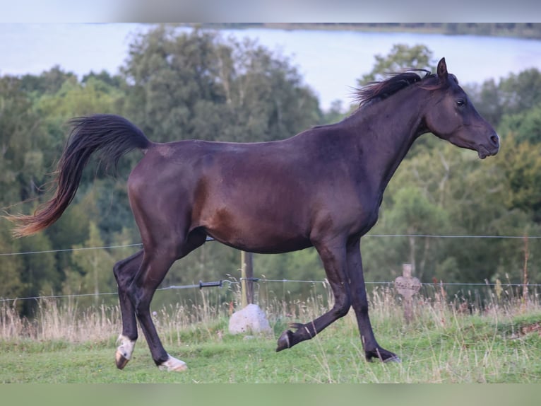 Arabian horses Mare 3 years 15 hh Black in Mariagerfjord