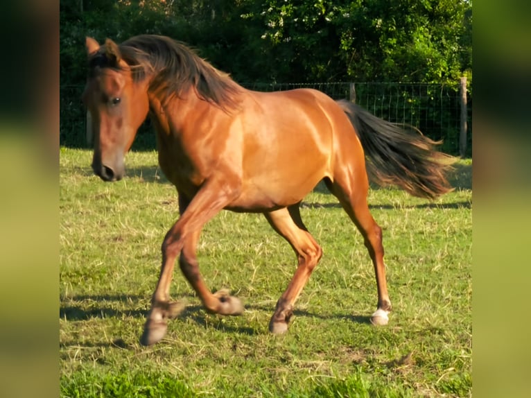 Arabian horses Mare 3 years 15 hh Brown in Courcelles-Fr&#xE9;moy