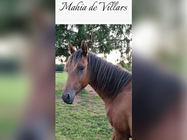 Arabian horses Mare 3 years 15 hh Brown in Courcelles-Fr&#xE9;moy