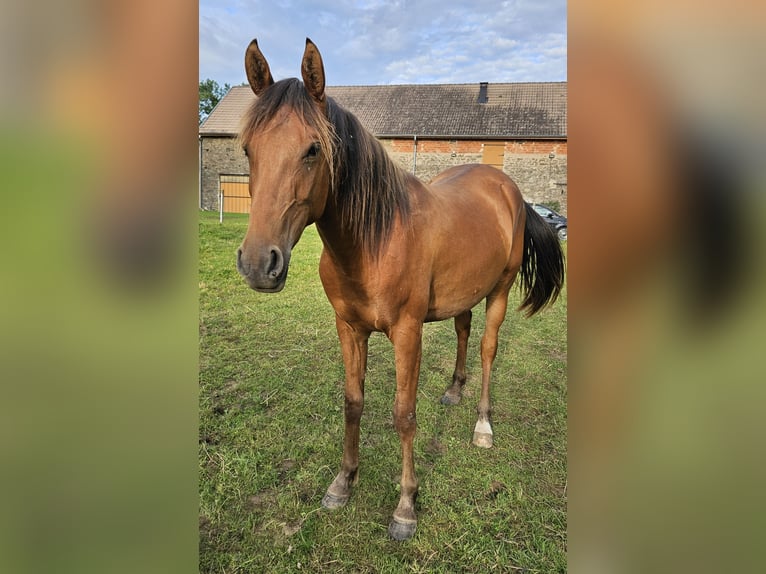 Arabian horses Mare 3 years 15 hh Brown in Courcelles-Fr&#xE9;moy