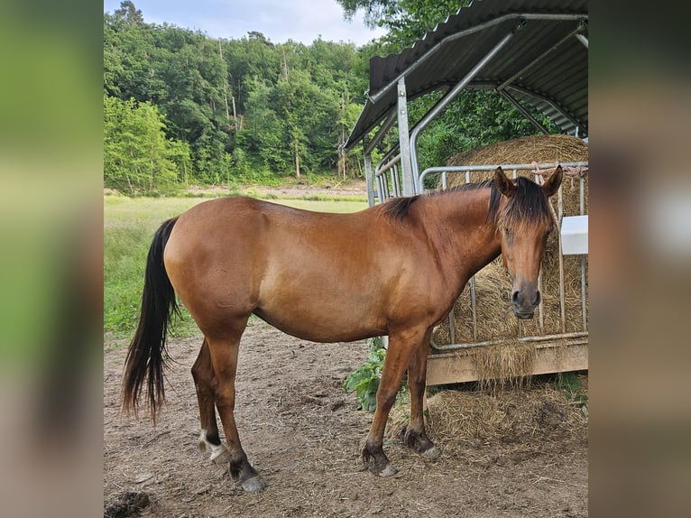 Arabian horses Mare 3 years 15 hh Brown in Courcelles-Fr&#xE9;moy