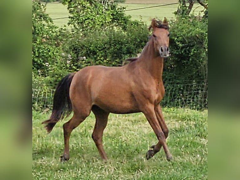 Arabian horses Mare 3 years 15 hh Brown in Courcelles-Fr&#xE9;moy