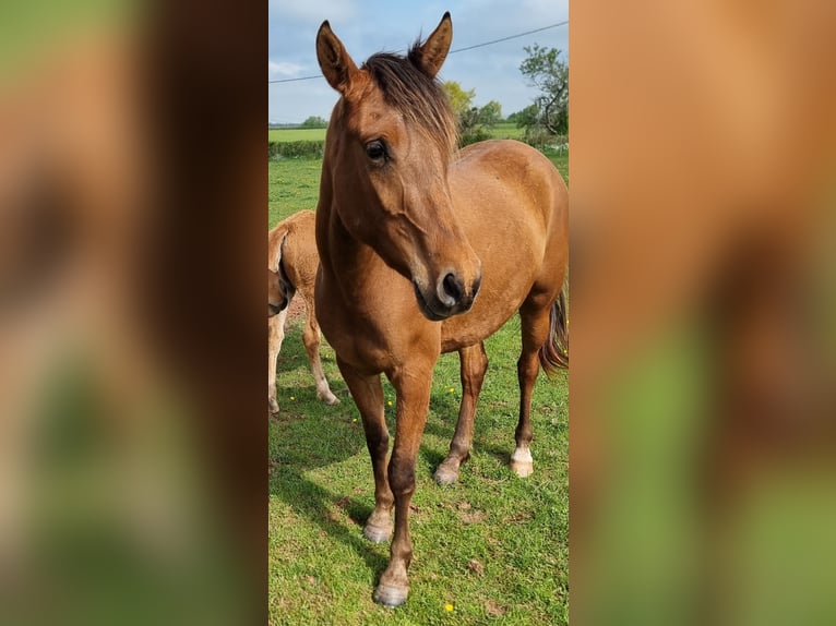 Arabian horses Mare 3 years 15 hh Brown in Courcelles-Fr&#xE9;moy