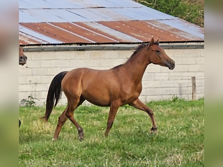 Arabian horses Mare 3 years 15 hh Brown in Courcelles-Fr&#xE9;moy