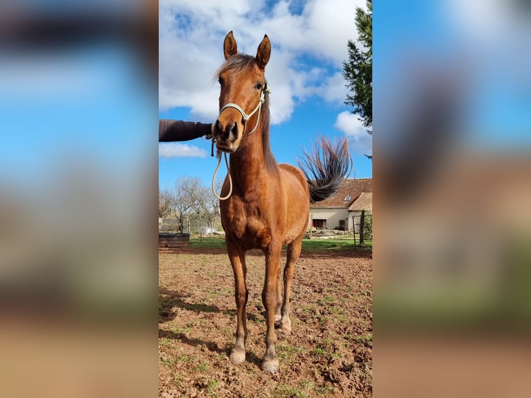 Arabian horses Mare 3 years 15 hh Brown in Courcelles-Fr&#xE9;moy