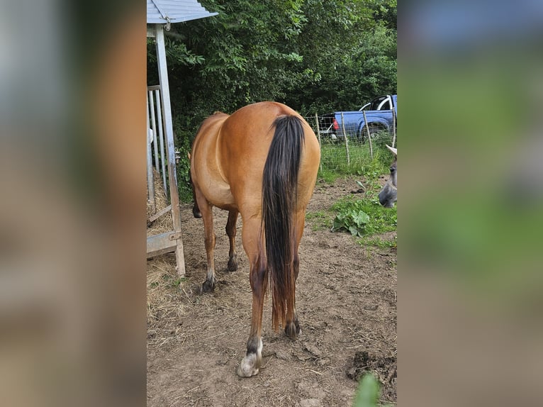 Arabian horses Mare 3 years 15 hh Brown in Courcelles-Fr&#xE9;moy