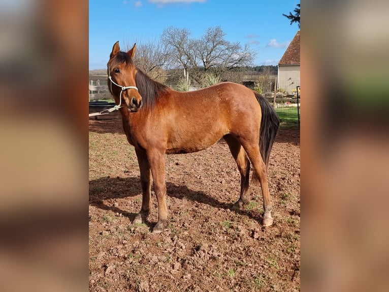 Arabian horses Mare 3 years 15 hh Brown in Courcelles-Fr&#xE9;moy