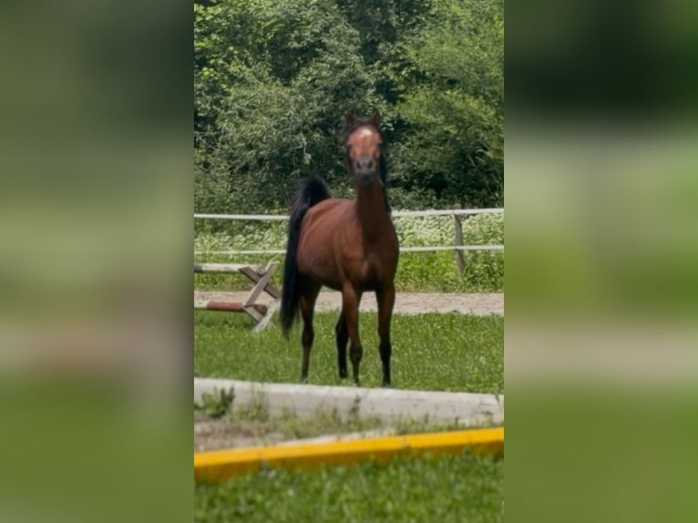 Arabian horses Mare 3 years 15 hh Brown in NeudorfStattegg