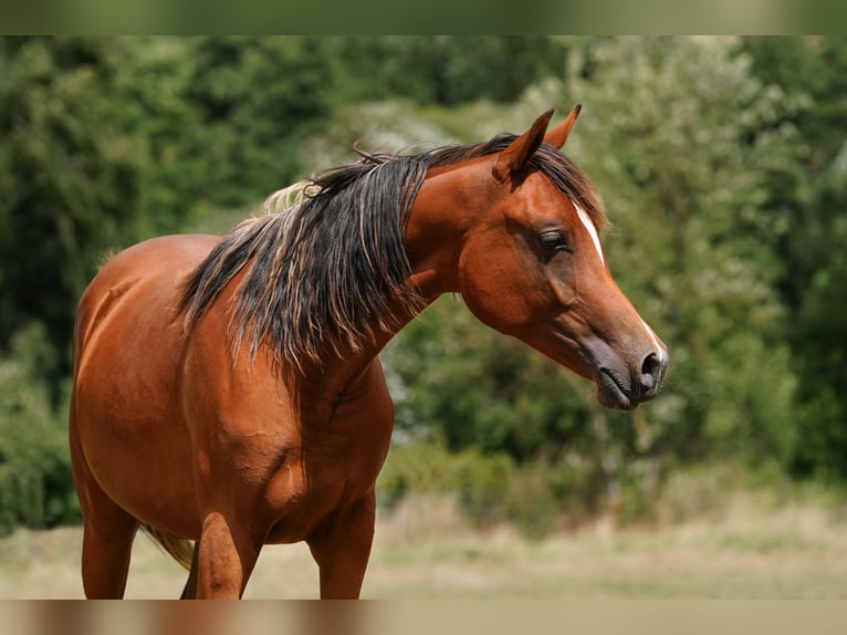 Arabian horses Mare 3 years 15 hh Brown in Gemünden (Felda)