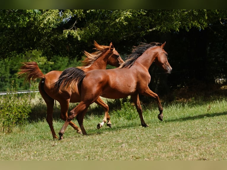 Arabian horses Mare 3 years 15 hh Brown in Gemünden (Felda)