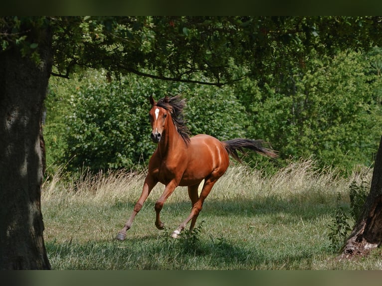 Arabian horses Mare 3 years 15 hh Brown in Gemünden (Felda)