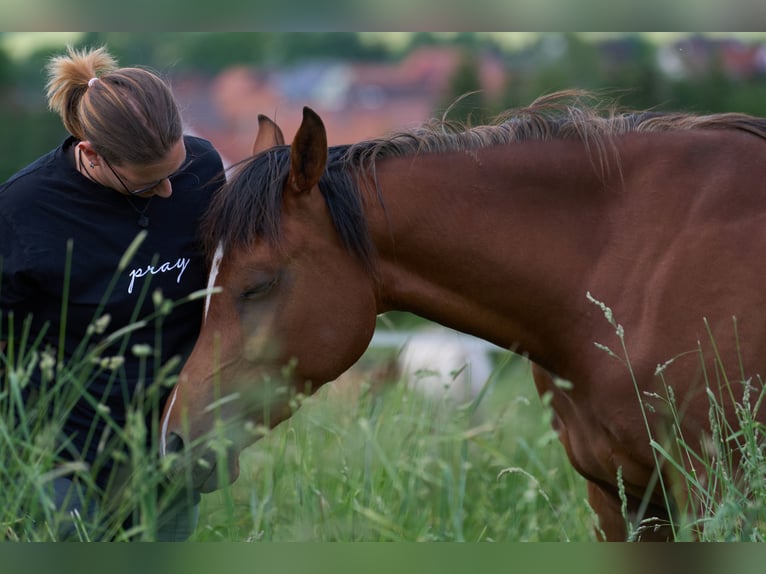 Arabian horses Mare 3 years 15 hh Brown in Gemünden (Felda)