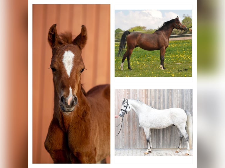 Arabian horses Mare 3 years 15 hh Brown in Gemünden (Felda)